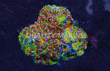 Lordhowensis,  Rainbow :: 52154