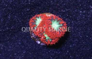 B. Wellsi Red (per polyp) :: 52166
