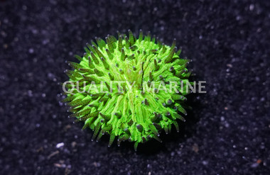 Neon Green Plate Coral :: 52238