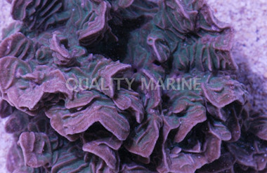 Green Elephant Skin Coral :: 52254