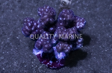 Red/Pink Pocillopora Coral :: 52258
