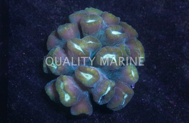 Green Big Pipe Trumpet Coral :: 52272