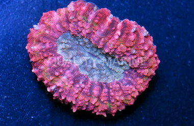 Metallic Red, Green Centered Lobophyllia Brain Coral :: 52291
