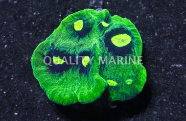 Ultra Red/Blue Big Eye Chalice Coral :: 52307