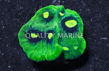 Ultra Red/Blue Big Eye Chalice Coral :: 52307