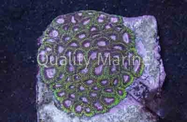 Pink Face w/Green Rim "Watermelon" Favia Brain Coral :: 52309