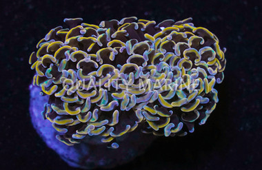 Pink Tip Hammer Coral :: 52608