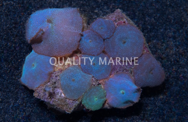 Blue/Green/Violet Actinodiscus Mushroom :: 55509