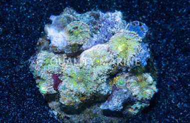 Colored Ricordea Yuma Mushroom :: 55512