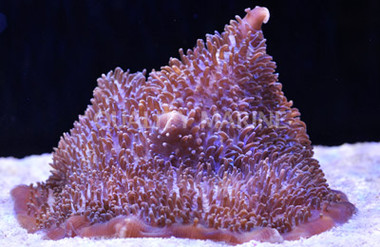 Giant Cup Mushroom Coral :: 55514