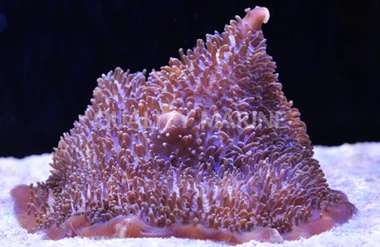 Giant Cup Mushroom Coral :: 55514