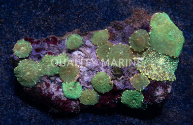 Green Actinodiscus Mushroom :: 55515