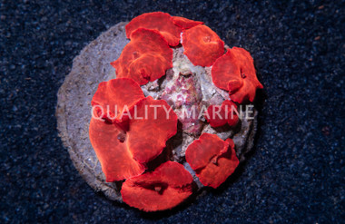 Red Actinodiscus Mushroom :: 55523