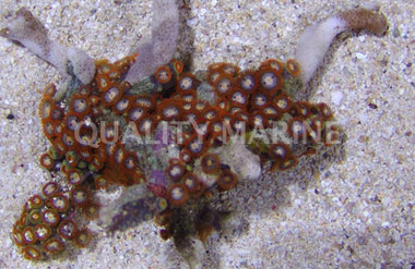 Colored Colony Polyp :: 55548