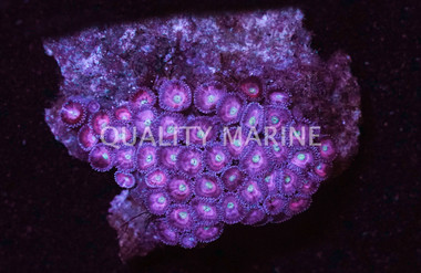 Pink Colony Polyp :: 55552