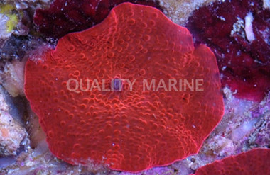 Super Red Actinodiscus Mushroom (per polyp) :: 55565