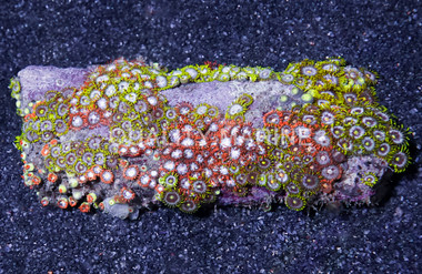 Mixed Ultra Color Colony Polyp :: 55613