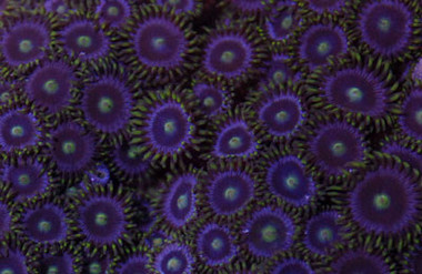 Purple Dragon Colony Polyp :: 55618