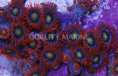 Flaming Sun Colony Polyp :: 55628