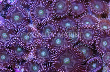 Pink Pin Stripes Colony Polyp :: 55648