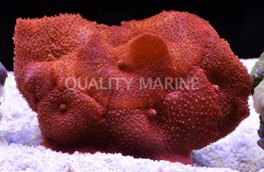 Super Red Actinodiscus Mushroom  :: 55656