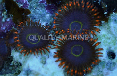 Fruit Loop Hornet Colony Polyp :: 55679