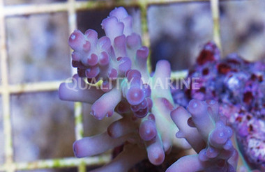 Turquoise Loripes Acropora Coral :: 66019