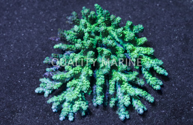 Green Tenuis Acropora Coral :: 66122