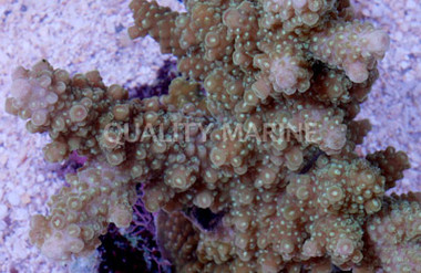 Toxic Green Radioactive Florida Acropora Coral :: 66132