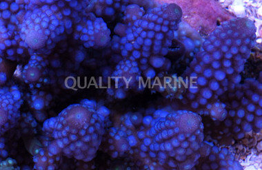 Blue Gemmifera Acropora Coral :: 66182