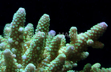 Green/Yellow Samoensis Acropora Coral :: 66283