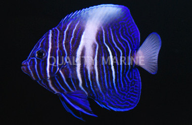 Maculosus Angelfish, Juvenile :: 10003