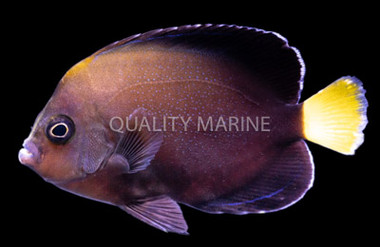 Bluespotted Angelfish :: 10025