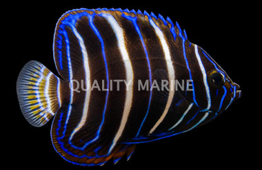Chrysurus Angelfish, Juvenile