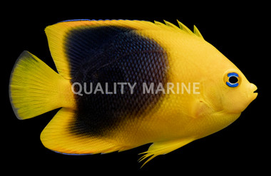 Rock Beauty Angelfish :: 10084