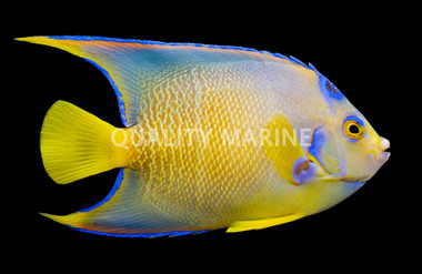Queen Angelfish "Townsend", Hybrid :: 10112