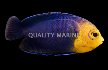 Cherub Angelfish