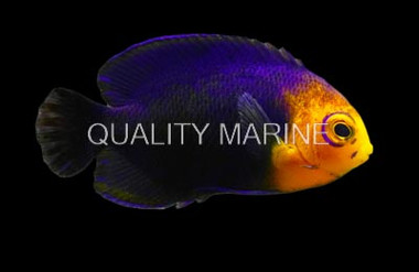 Cherub Angelfish :: 10122