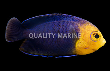 Cherub Angelfish