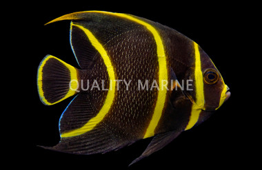French Angelfish, Sub-Adult