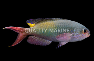 Fusilier Damselfish