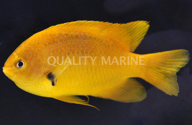 Sulphur Damselfish :: 15114