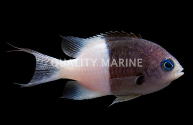 Half and Half Chromis
