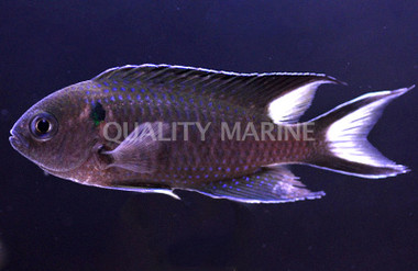 Regal Damselfish :: 15119