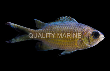 Weber's Chromis