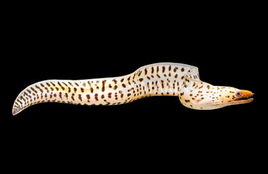 Fimbriated Moray Eel