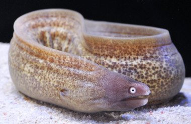 White Mouth Moray Eel :: 16002