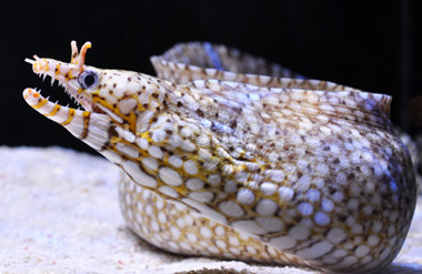 Hawaiian Dragon Moray Eel  :: 16003