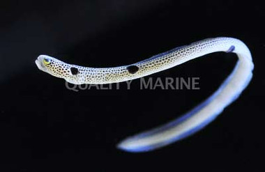 Spotted Garden Eel :: 16005