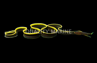 Black Ribbon Eel